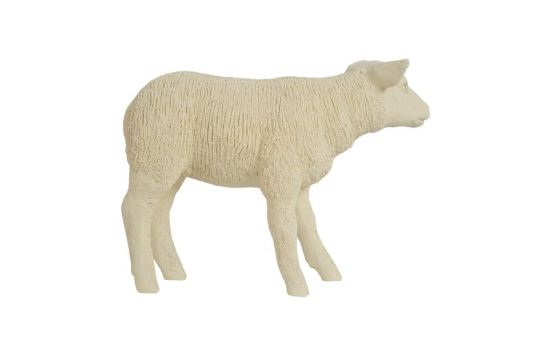 Texelaar Sheep