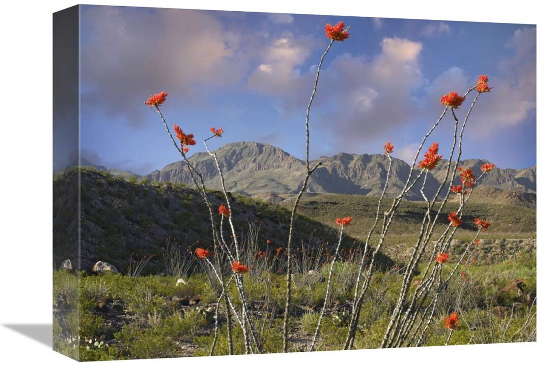 Ocotillo Big Bend Ranch State Park, Chihuahuan Desert, Texas-Canvas Art-16x12