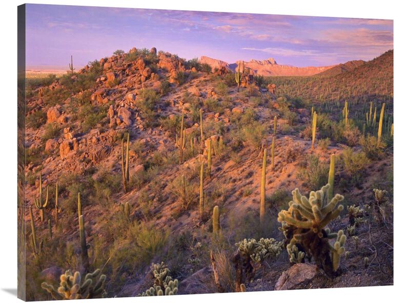 Panther and Safford Peaks covered with Saguaro and Teddybear Cholla, Saguaro National Park, Arizona-Canvas Art-40x30