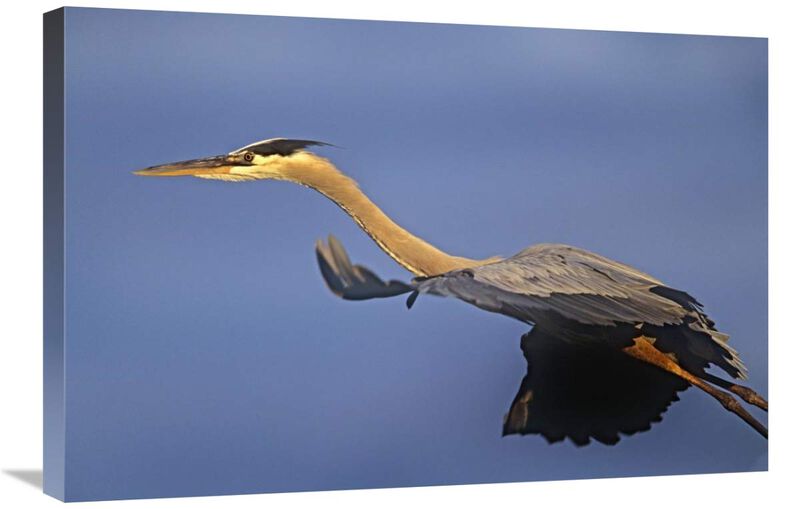 Great Blue Heron flying, North America-Canvas Art-30x20