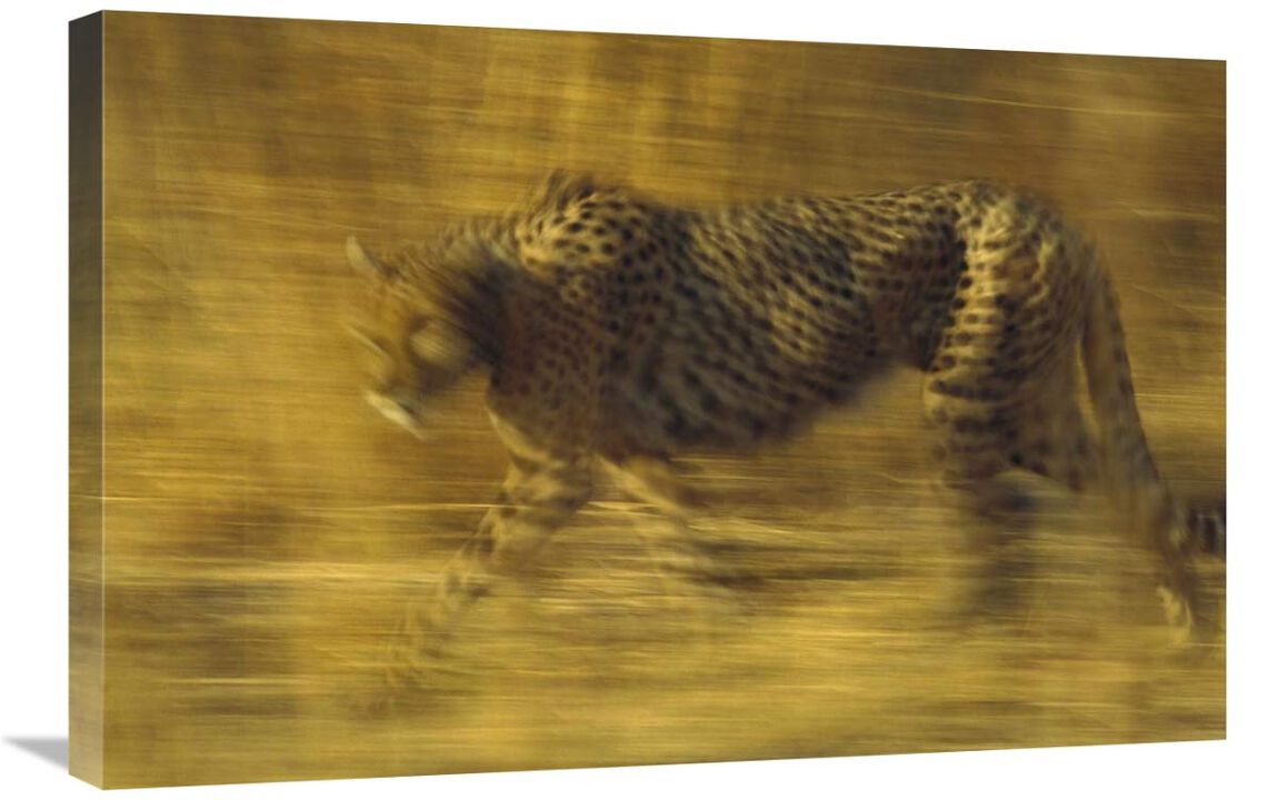 Cheetah running through dry grass, Zimbabwe-Canvas Art-30x20