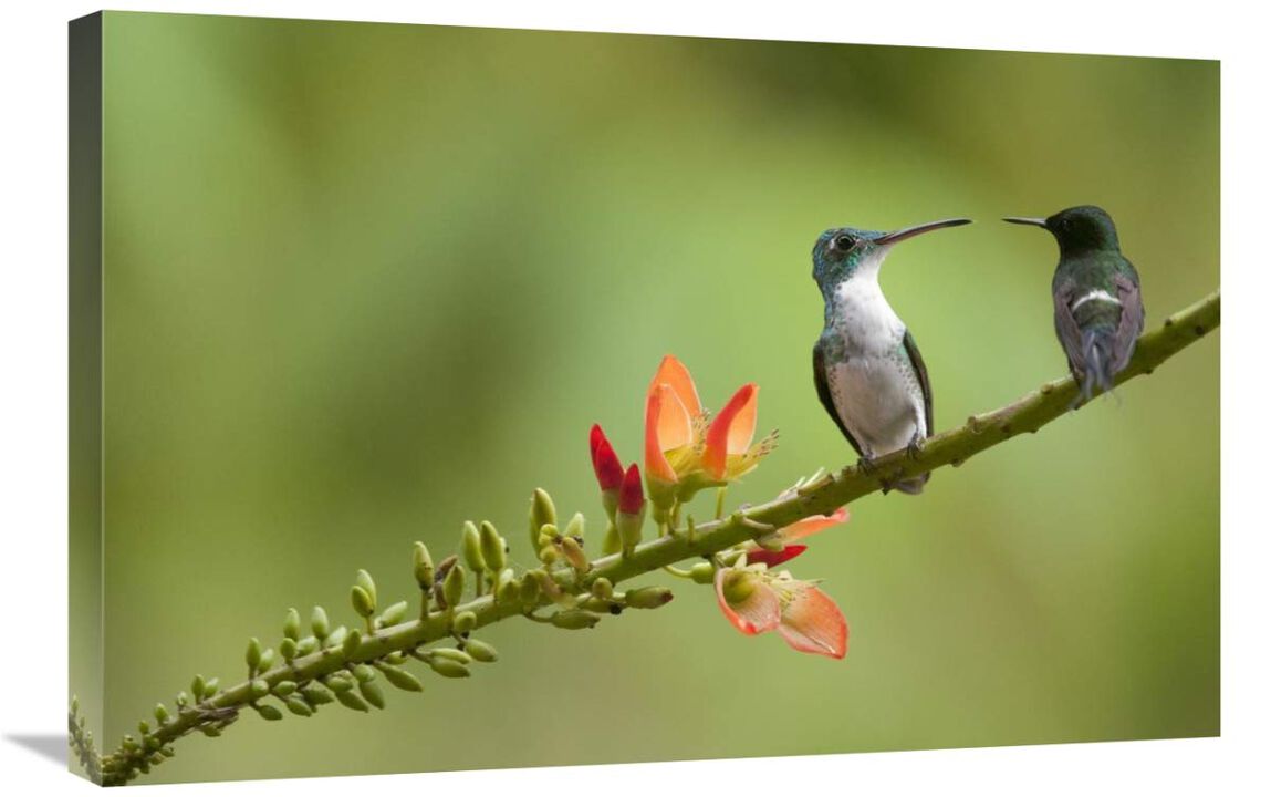 Andean Emerald with Green Thorntail female in lowland rainforest, Ecuador-Canvas Art-30x20