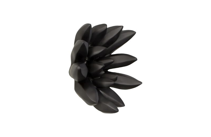 Compactum Succulent Wall Art on Matte Black