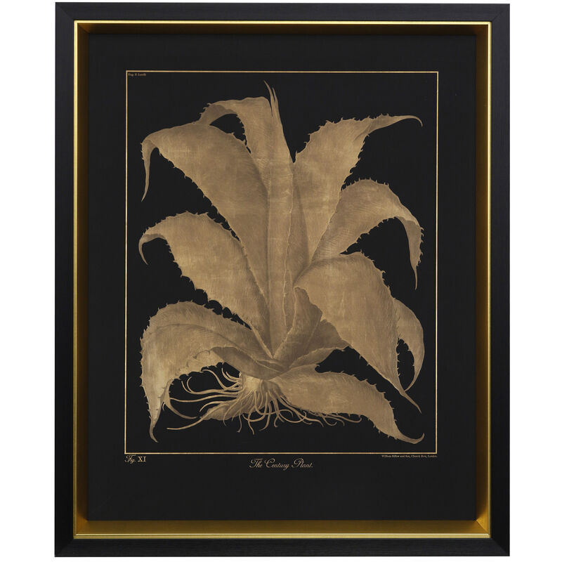 Century Plant Framed Print