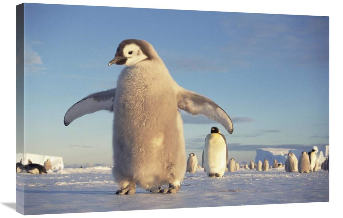 Emperor Penguin chick on fast ice, No-name Rookery, Princess Martha Coast, Weddell Sea, Antarctica-Canvas Art-36x24