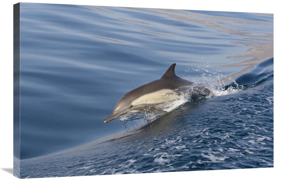 Long-beaked Common Dolphin porpoising, Baja California, Mexico-Canvas Art-36x24