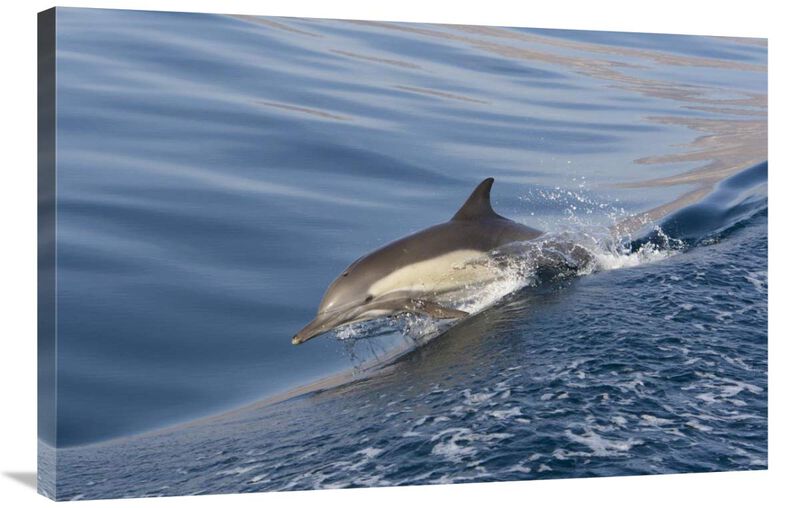Long-beaked Common Dolphin porpoising, Baja California, Mexico-Canvas Art-36x24