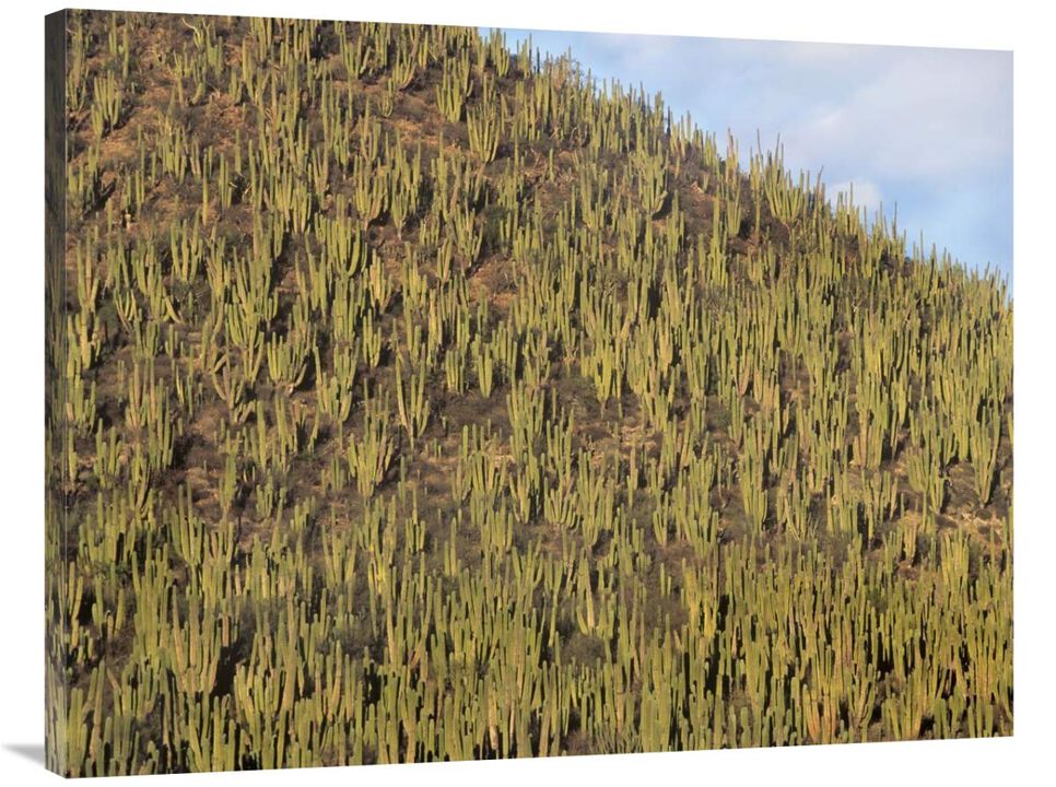 Organ Pipe Cactus cluster covering hillside, Guaymas, Sonora, Mexico-Canvas Art-40x30