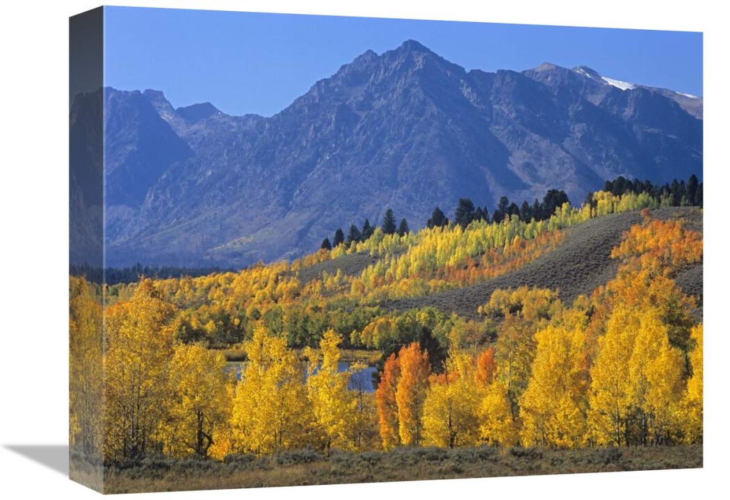 Ranger Peak and Aspen forest in autumn, Grand Teton National Park, Wyoming-Canvas Art-16x12