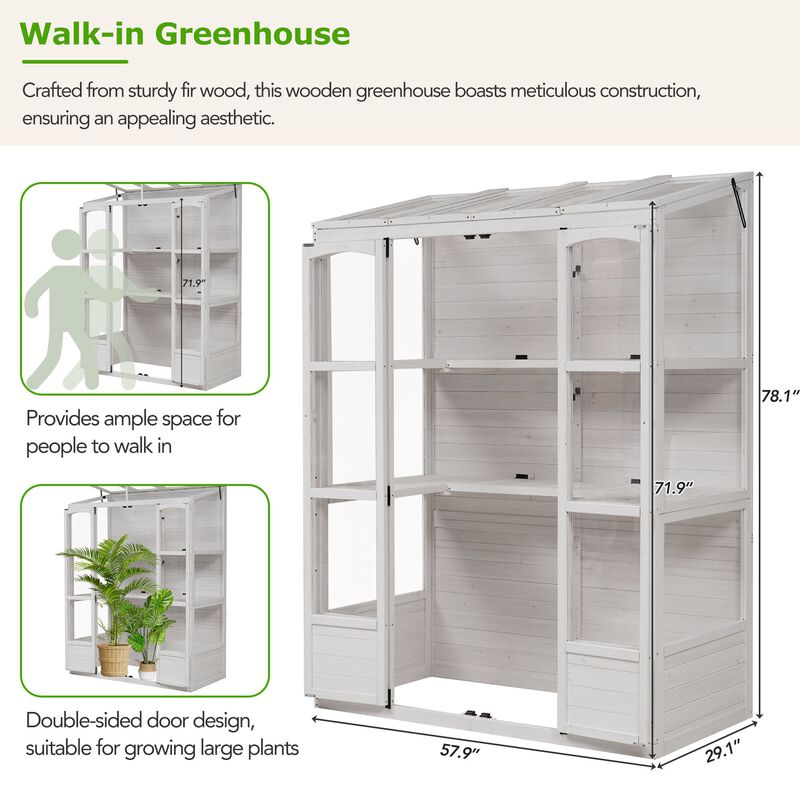 MONDAWE 78 inch Wooden Greenhouse Cold Frame with 4 Independent Skylights and 2 Folding Shelves, Walk-in Outdoor Greenhouse
