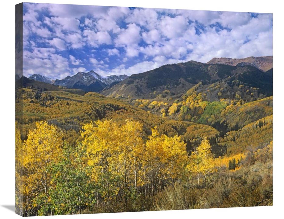 Quaking Aspen in autumn, Colorado-Canvas Art-30x24.6