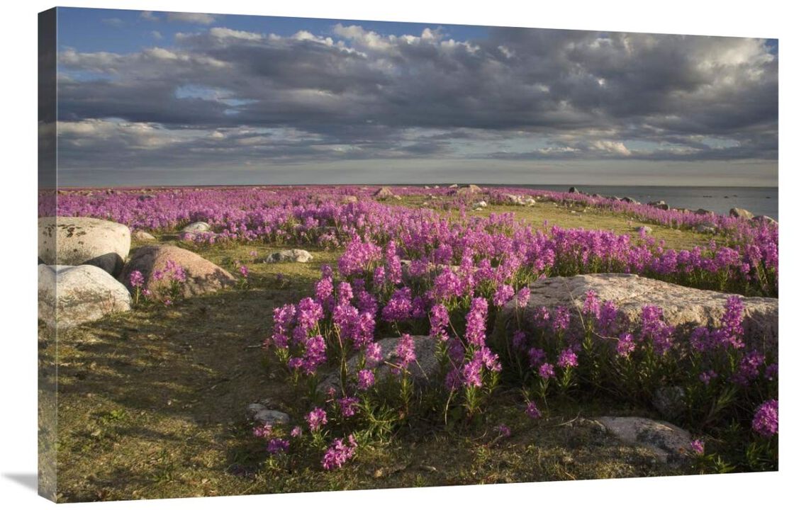Fireweed covered island, Hudson Bay, Canada-Canvas Art-36x24