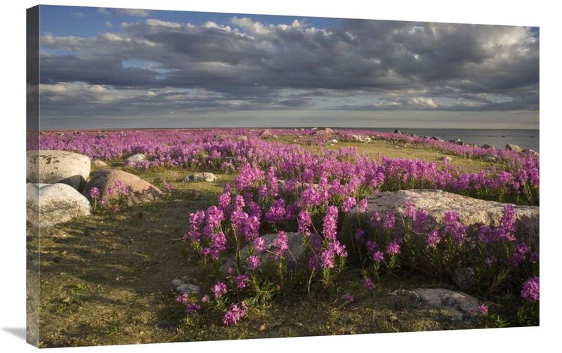 Fireweed covered island, Hudson Bay, Canada-Canvas Art-36x24