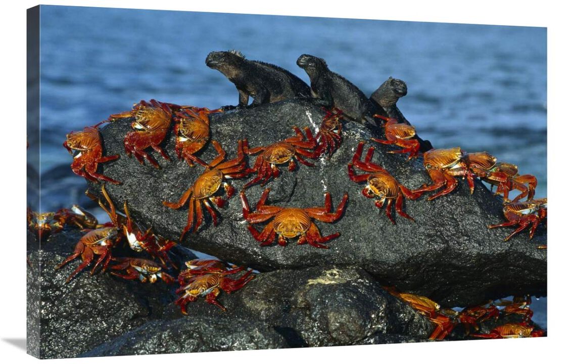 Sally Lightfoot Crabs and Marine Iguanas, Mosquera Island, Galapagos Islands, Ecuador-Canvas Art-36x24