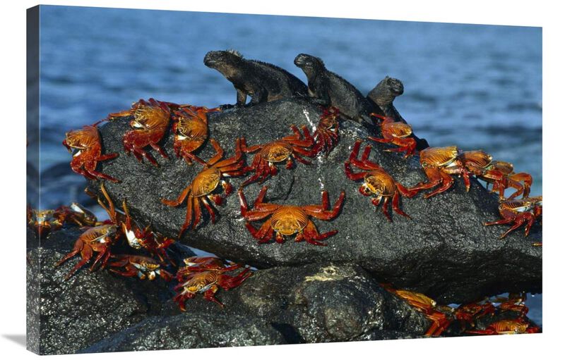 Sally Lightfoot Crabs and Marine Iguanas, Mosquera Island, Galapagos Islands, Ecuador-Canvas Art-36x24