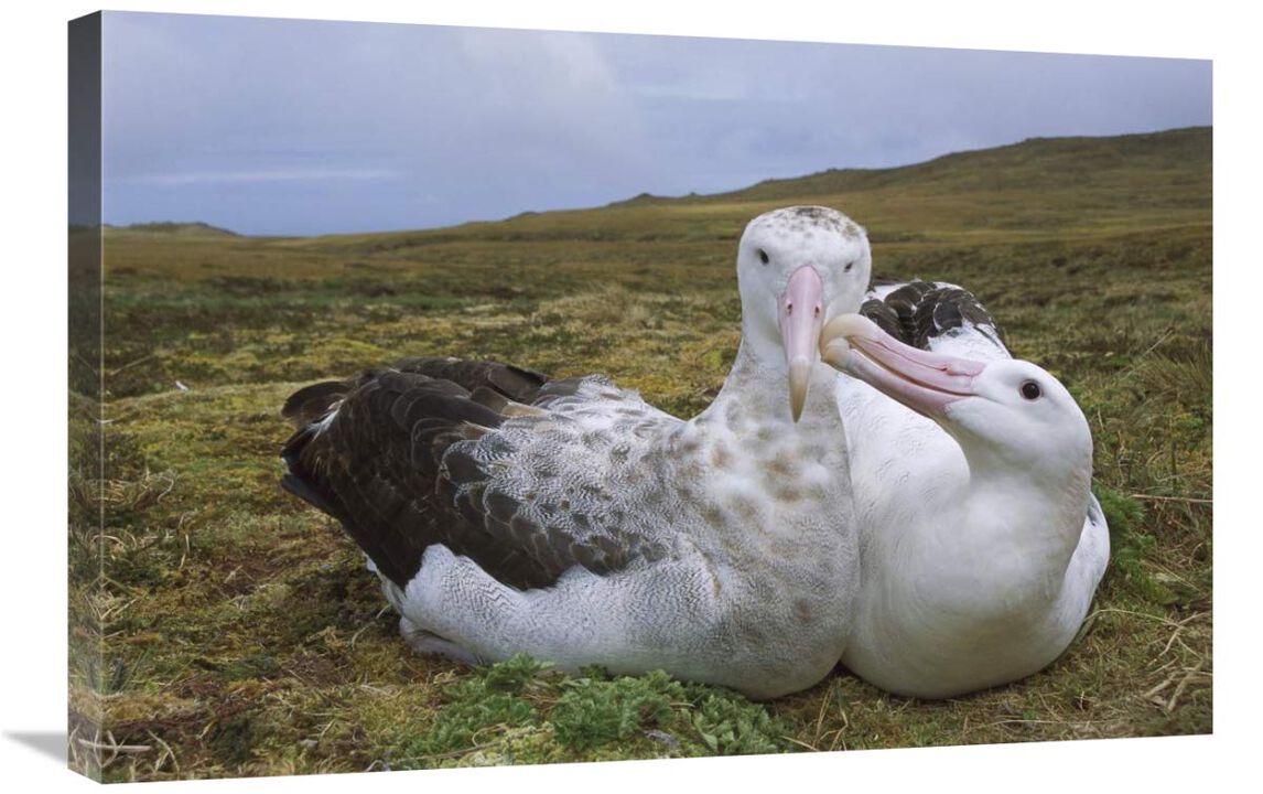 Tristan Wandering Albatross male nibbling females bill, Gough Island, South Atlantic-Canvas Art-30x20