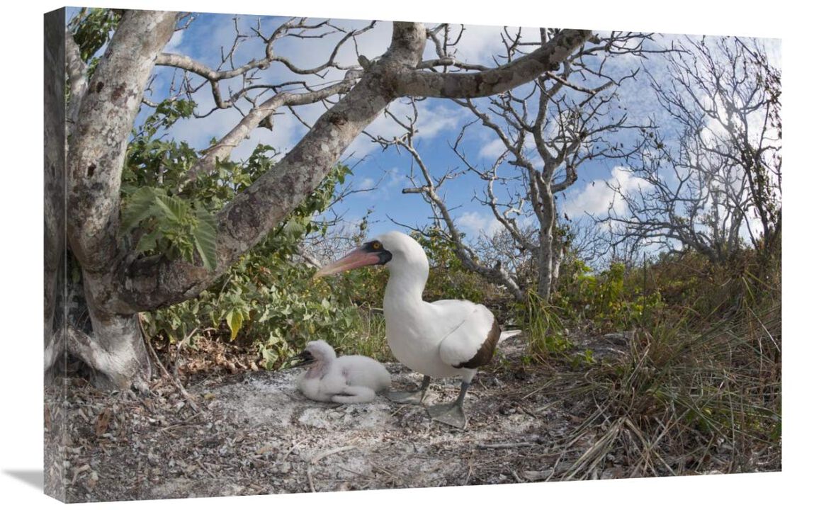 Nazca Booby with chick in nest, Galapagos Islands, Ecuador-Canvas Art-30x20
