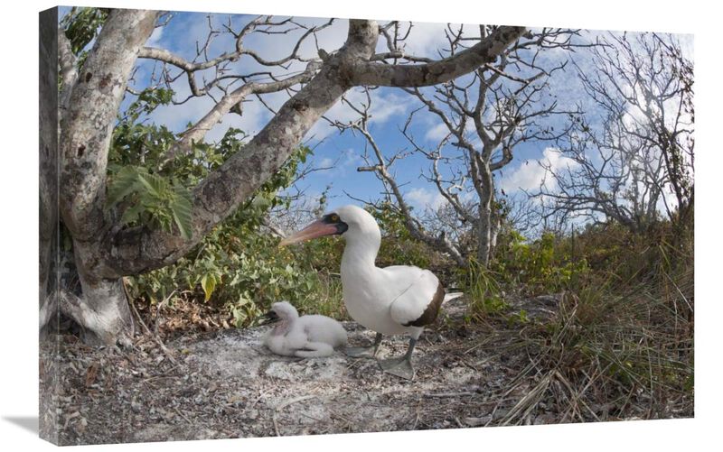 Nazca Booby with chick in nest, Galapagos Islands, Ecuador-Canvas Art-30x20