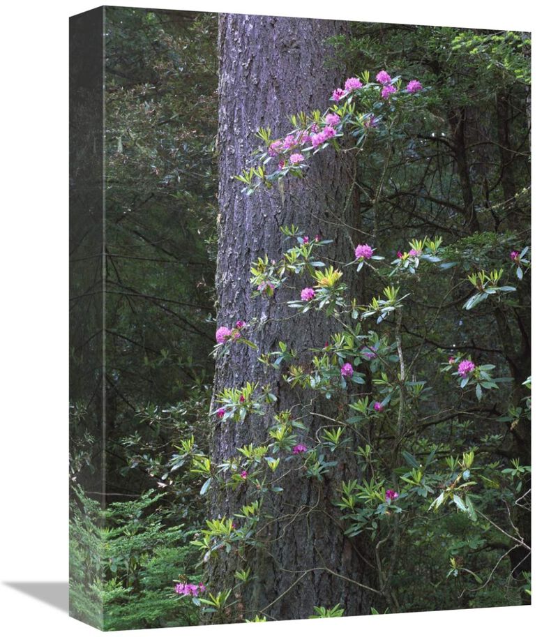 Coast Redwood trunk and Pacific Rhododendron, Redwood NP, California-Canvas Art-12x16