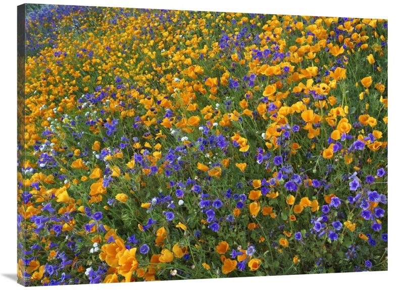 California Poppy and Desert Bluebell flowers, Antelope Valley, California-Canvas Art-40x30