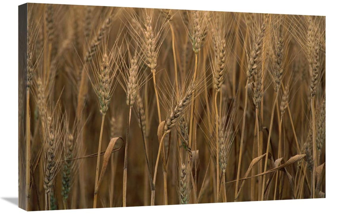 Commercial hybrid Wheat cultivated, Sauvie Island, Oregon-Canvas Art-30x20