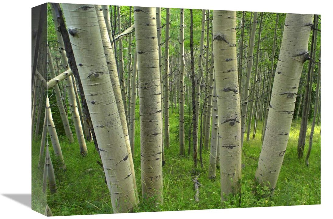 Aspen forest in spring, Gunnison National Forest, Colorado-Canvas Art-16x12