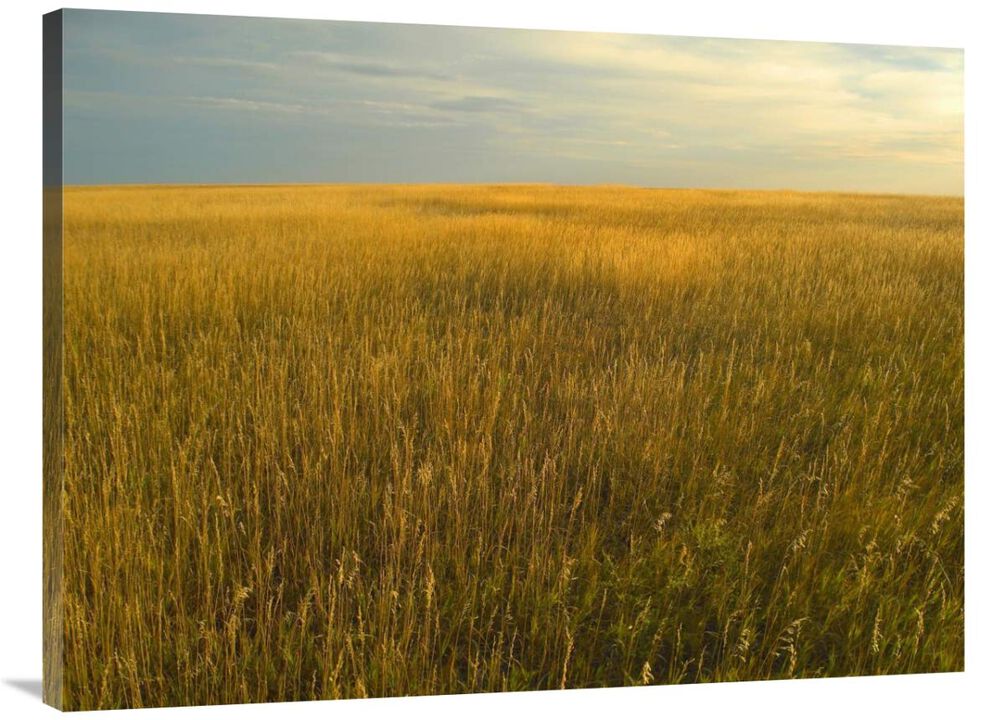 Upper prairie in Badlands National Park, South Dakota-Canvas Art-40x30