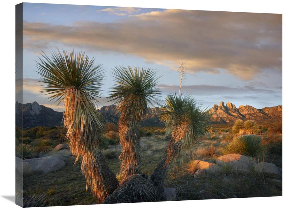 Yucca and Organ Mountains near Las Cruces, New Mexico-Canvas Art-32x24