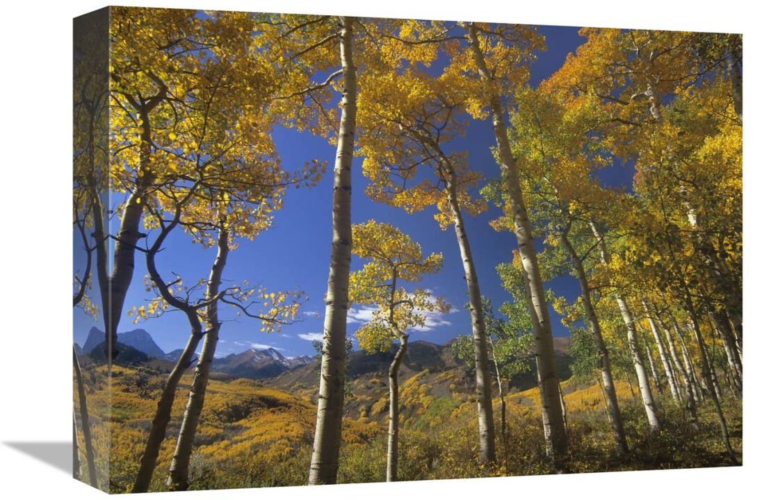Aspen in fall colors and Maroon Bells, Elk Mountains, Snowmass Wilderness, Colorado-Canvas Art-16x12