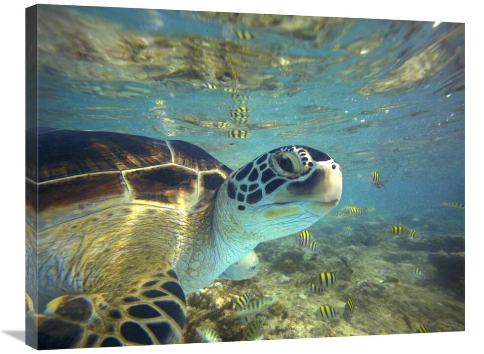 Green Sea Turtle, Balicasag Island, Philippines-Canvas Art-32x24