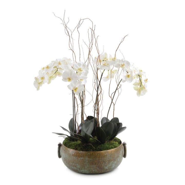 Tuscan Phalaenopsis