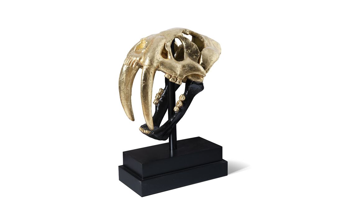 Saber Tooth Tiger Skull