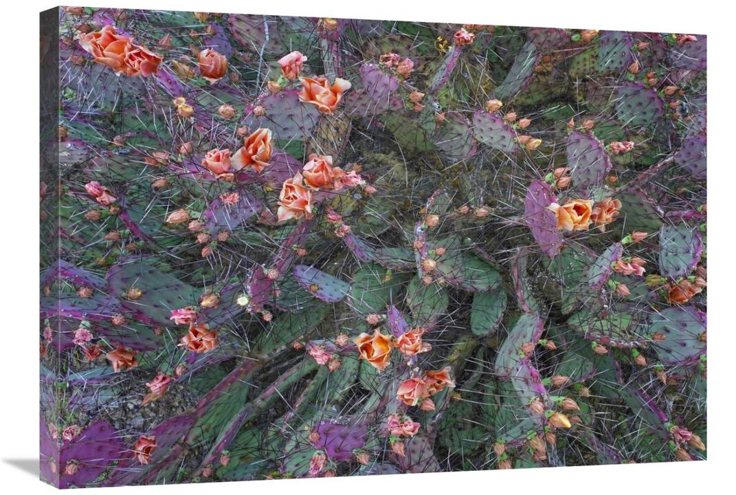 Opuntia flowering, North America-Canvas Art-30x21.3