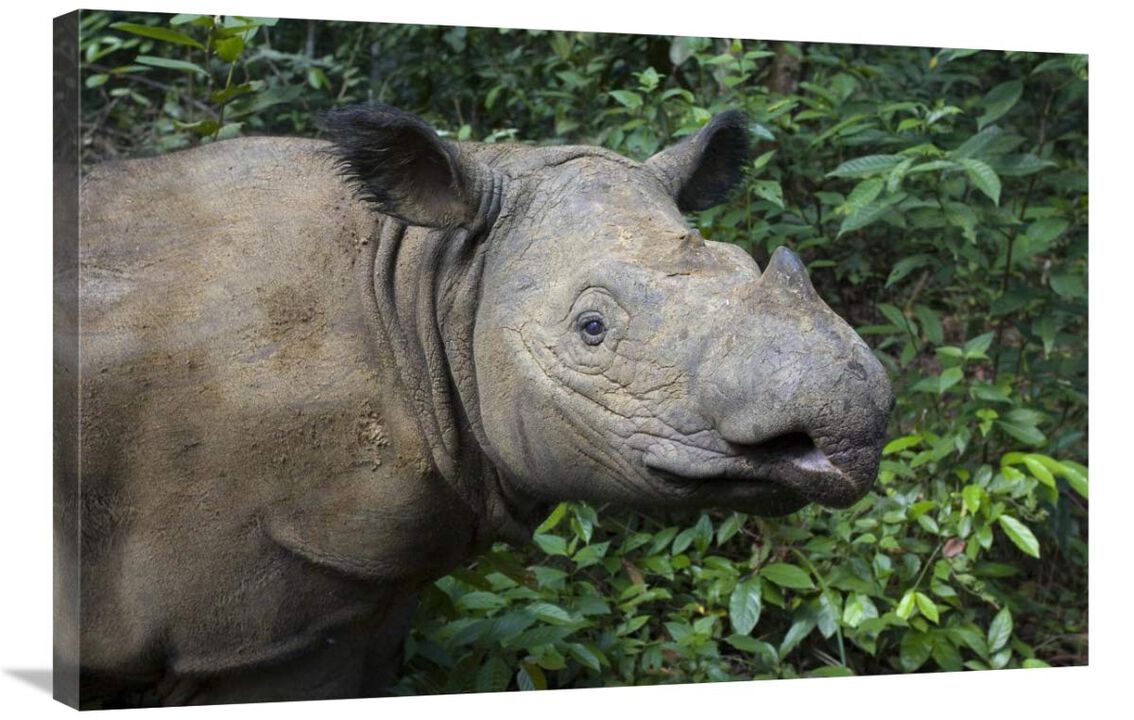Sumatran Rhinoceros, Sumatran Rhino Sanctuary, Way Kambas National Park, Indonesia-Canvas Art-36x24