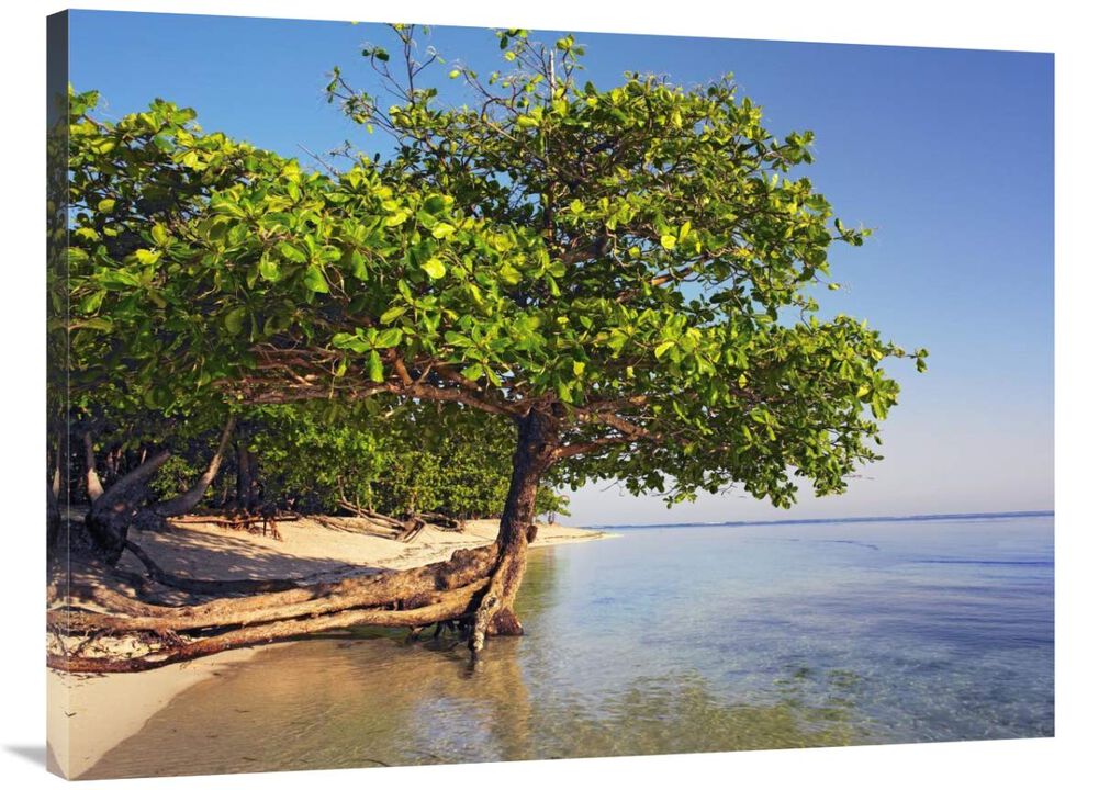 Roatan Island, Honduras-Canvas Art-40x30