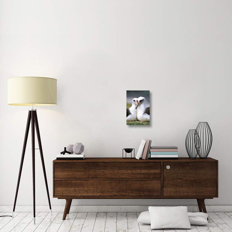 Laysan Albatross pair bonding, Midway Atoll, Hawaii-Canvas Art-12x18