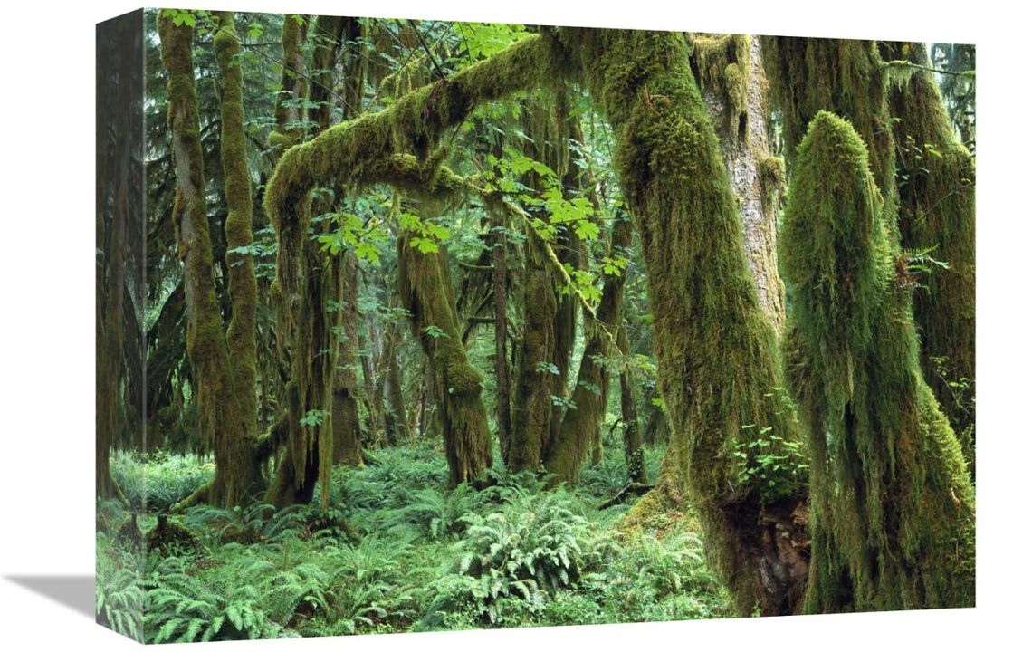 Maple glade, Quinault Rain Forest, Olympic NP, Washington-Canvas Art-16x12