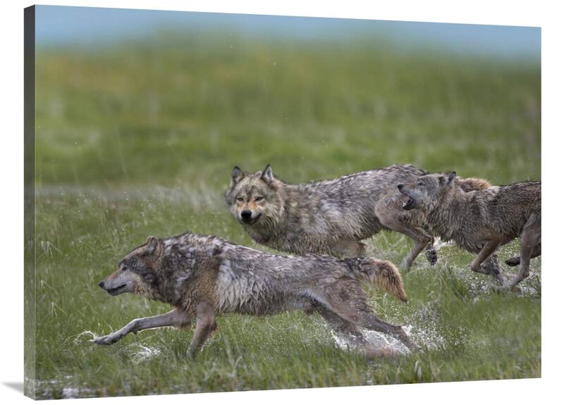 Gray Wolf trio running through water, North America-Canvas Art-40x30