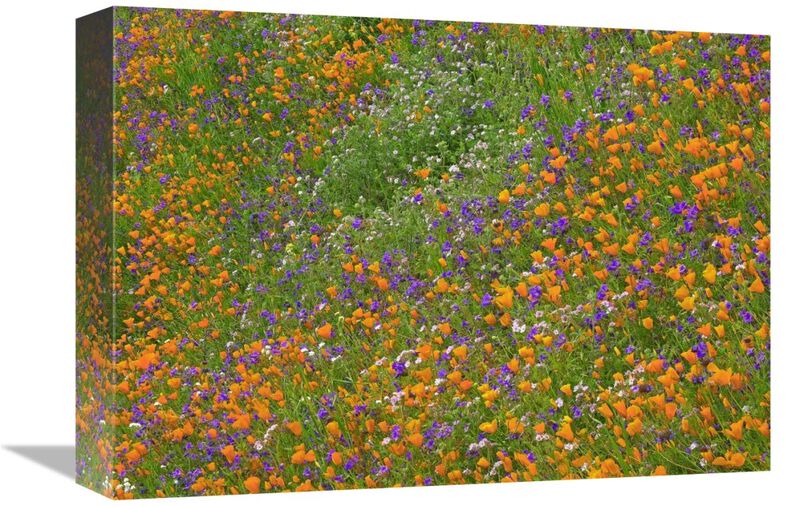 California Poppy and Desert Bluebell carpeting a spring hillside, California-Canvas Art-16x12