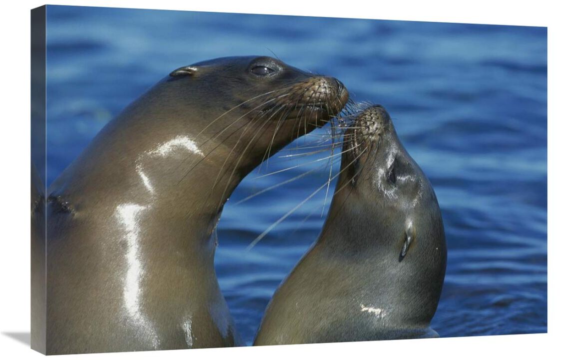 Galapagos Sea Lion females socializing, Punta Espinosa, Fernandina Island, Galapagos Islands-Canvas Art-30x20