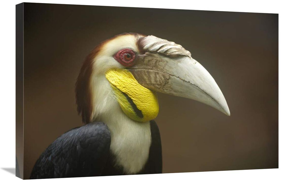 Wreathed Hornbill male, Malaysia-Canvas Art-30x20