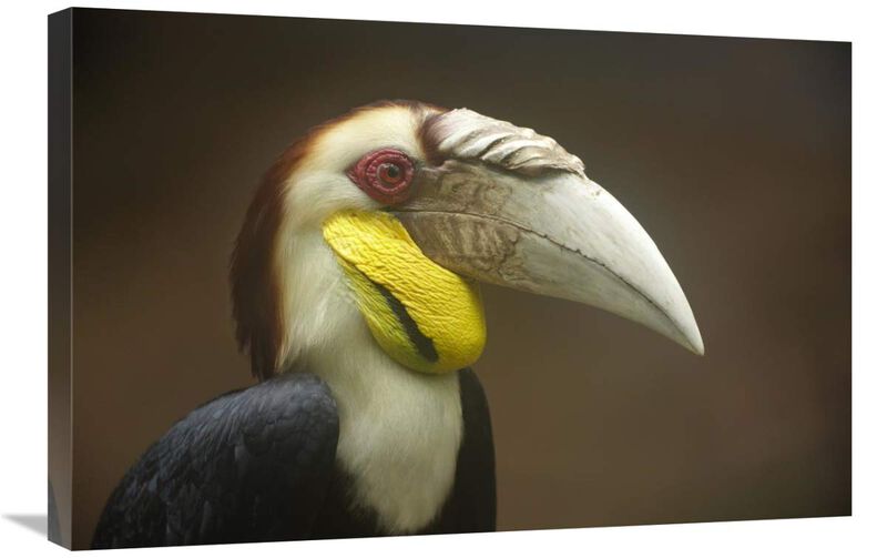 Wreathed Hornbill male, Malaysia-Canvas Art-30x20