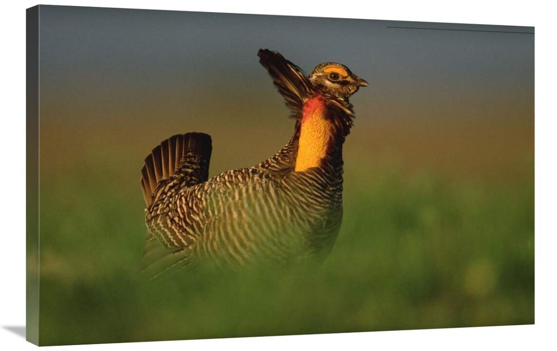 Greater Prairie Chicken male in courtship display, Eagle Lake, Texas-Canvas Art-36x24