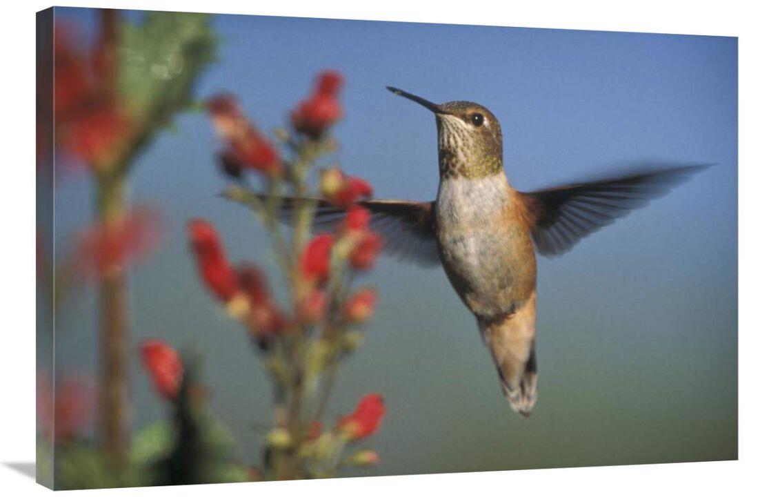 Rufous Hummingbird feeding on the nectar of a Desert Figwort New Mexico-Canvas Art-36x24