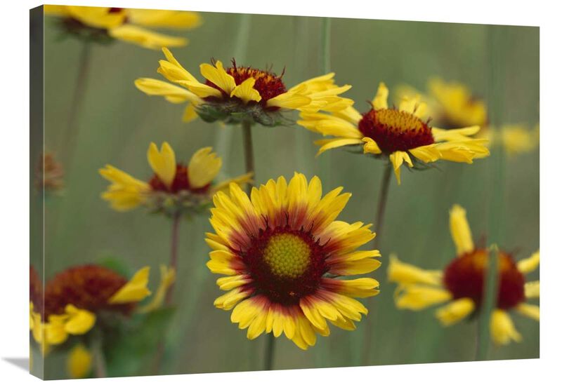 Indian Blanket flowers North America-Canvas Art-32x24