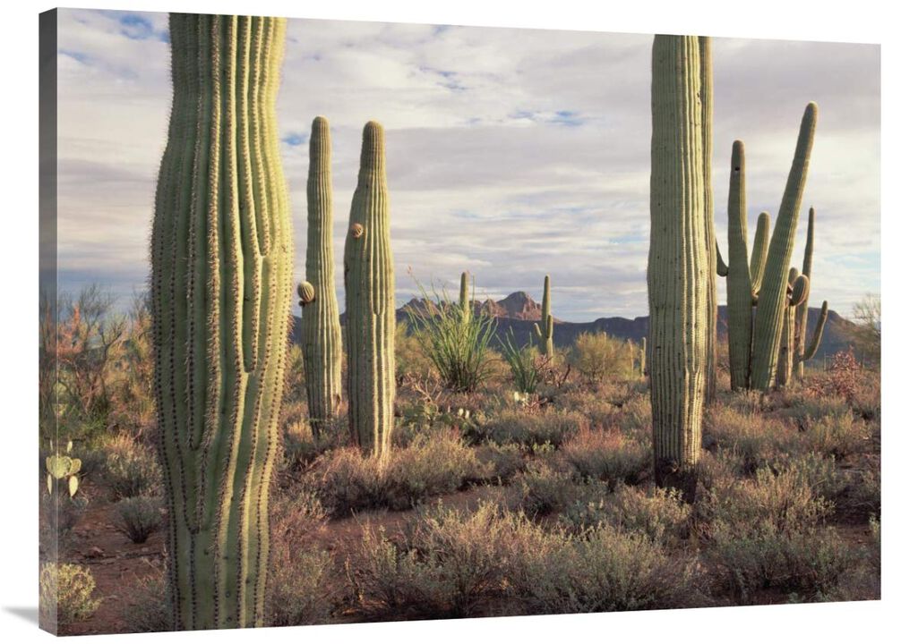 Safford Peak and Saguaro Saguaro National Park, Arizona-Canvas Art-40x30