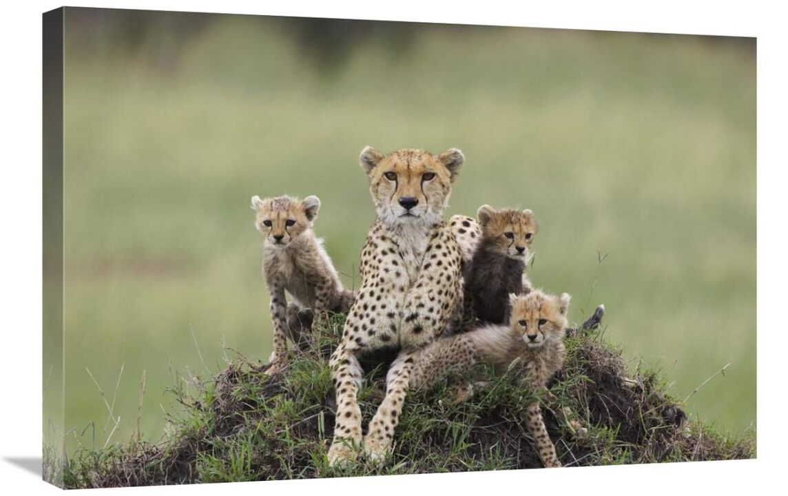 Cheetah mother and eight to nine week old cubs, Maasai Mara Reserve, Kenya-Canvas Art-30x20