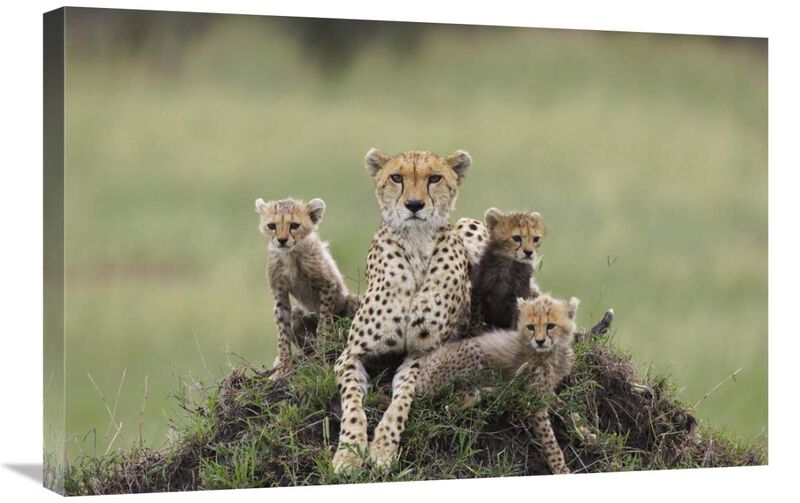 Cheetah mother and eight to nine week old cubs, Maasai Mara Reserve, Kenya-Canvas Art-30x20