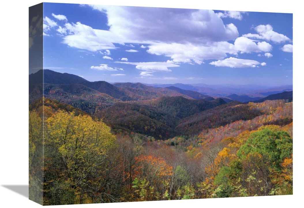 Deciduous forest in the autumn from Thunderstruck Ridge Overlook, Blue Ridge Parkway, North Carolina-Canvas Art-16x12