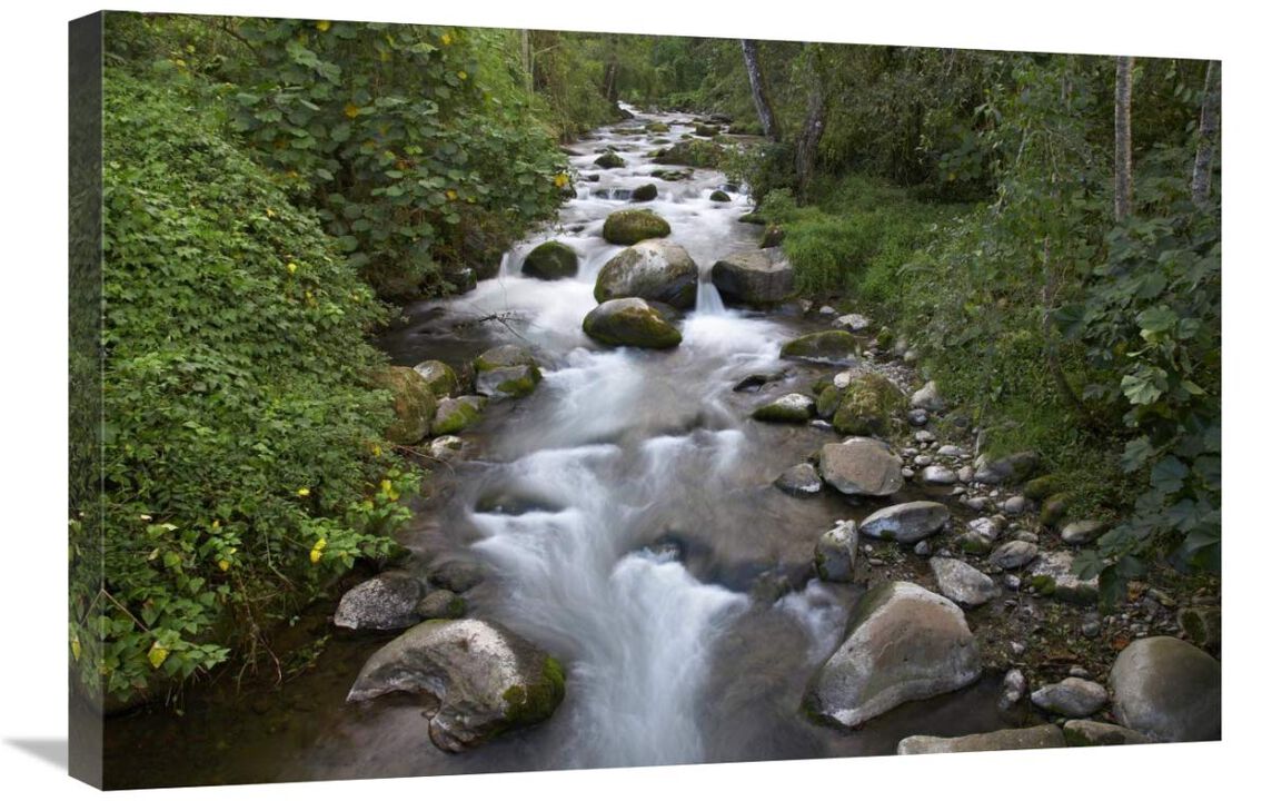 Savegre River flowing through forest, Costa Rica-Canvas Art-30x20